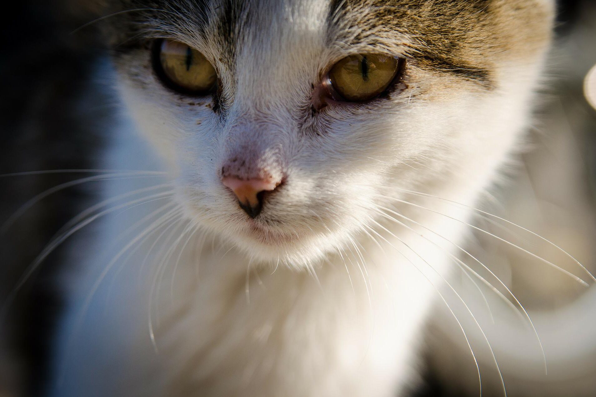 cropped-cat-256187_1920.jpg