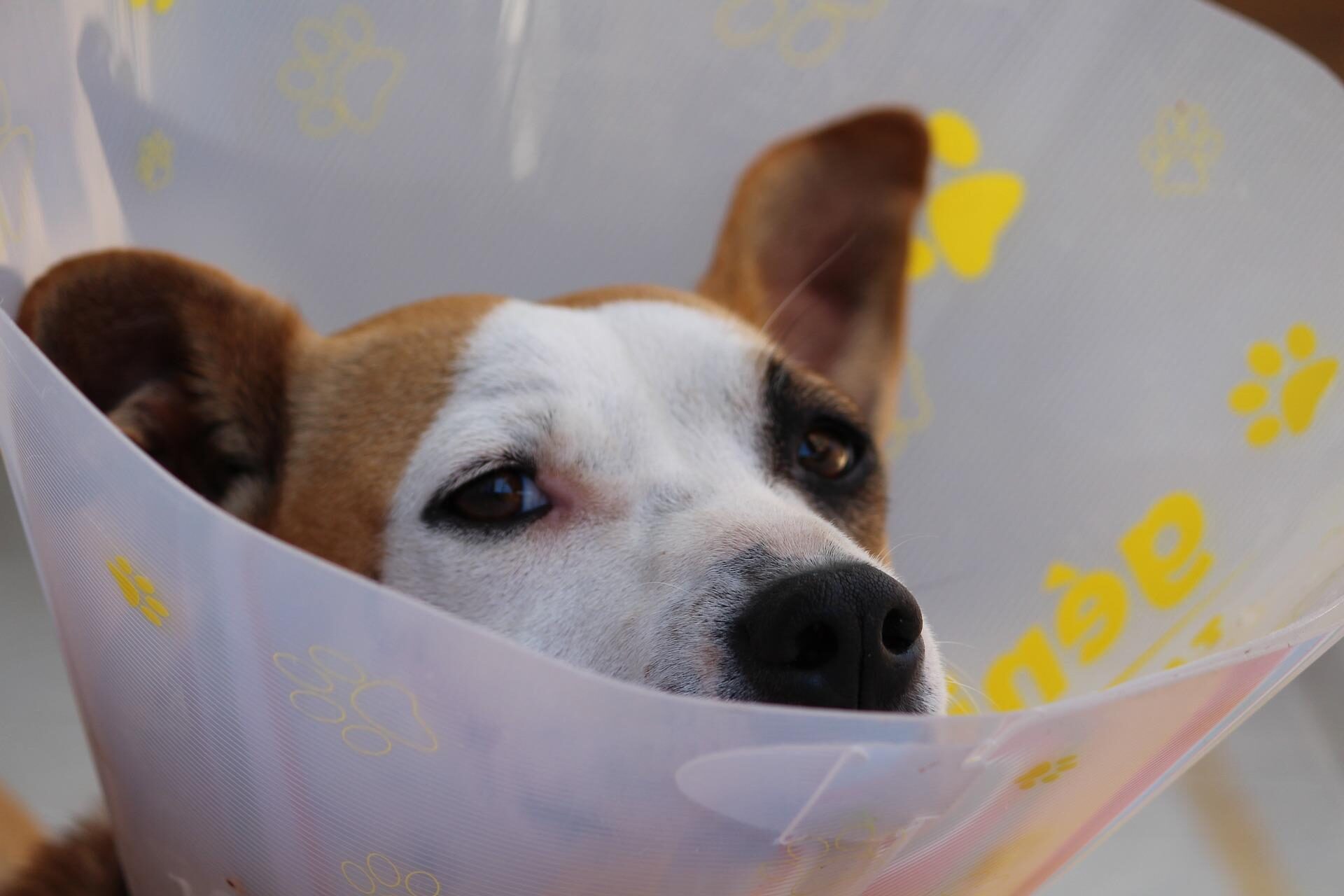cropped-dog-1191662_1920.jpg